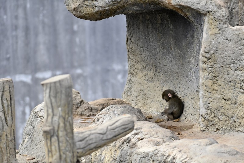 VIDEO The baby monkey abandoned by its mother that went viral has found solace. New images of 'Punch'
