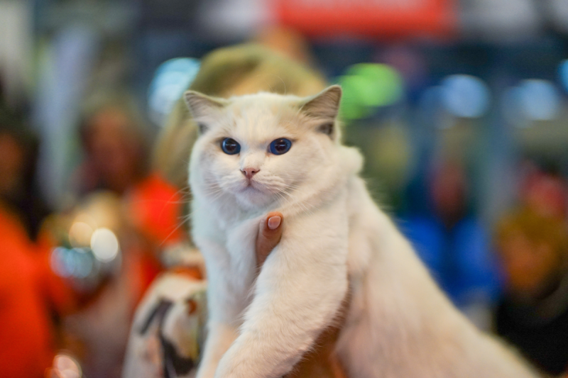 Did you know that cats can run faster than an Olympic athlete?