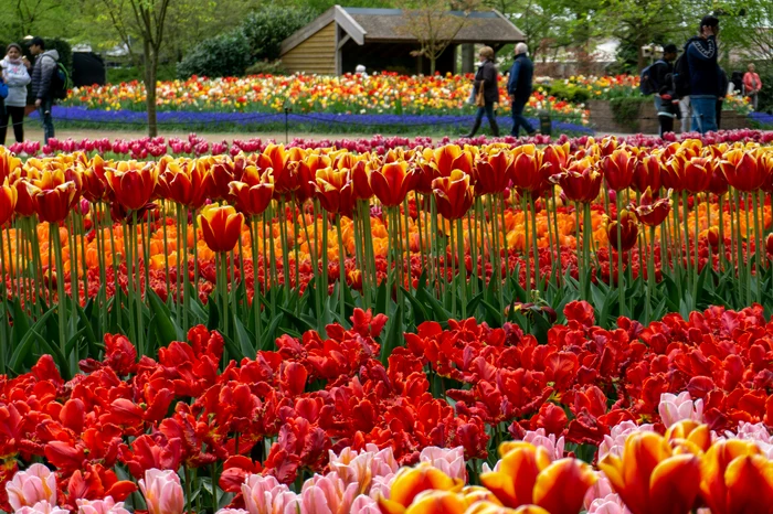 A fragrant escape in the Netherlands. PHOTO: Unsplash