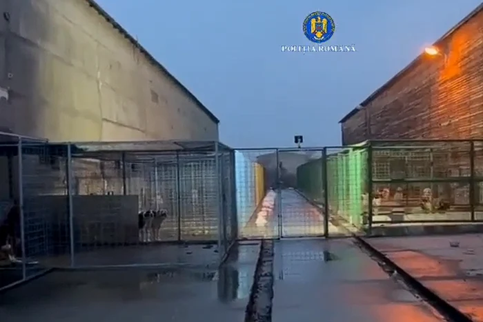 The investigation concerns the illegal euthanasia of stray dogs. PHOTO captured by the Romanian Police