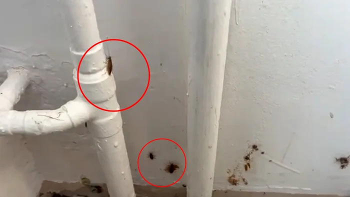 Children discovered a nest of cockroaches in a classroom PHOTO: video capture