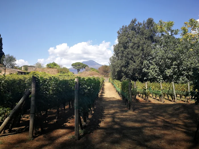 Wine region in Italy PHOTO wikipedia