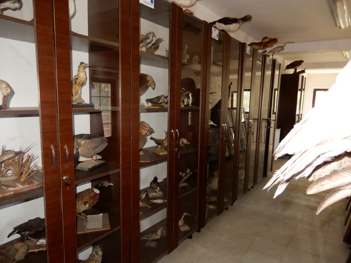 The museum in Orlea has an impressive collection of objects PHOTO: Olt Culture Directorate
