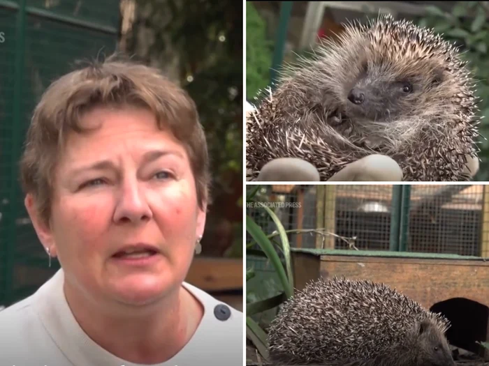 Sara Stahl, the French woman who created a hedgehog rescue center/PHOTO: AP News