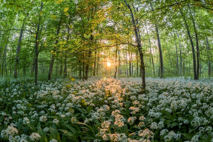 Wild garlic, leurde. Photo: Jonathan Sautter. Pixabay