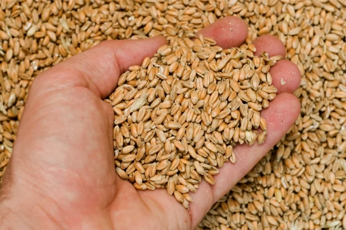 Romania will export wheat to China PHOTO: Adevărul