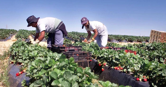 Romanian strawberries in Spain
