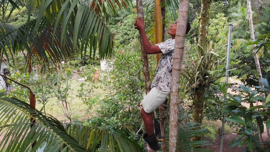 To this day, most açaí berries in Brazil are harvested by families on small farms