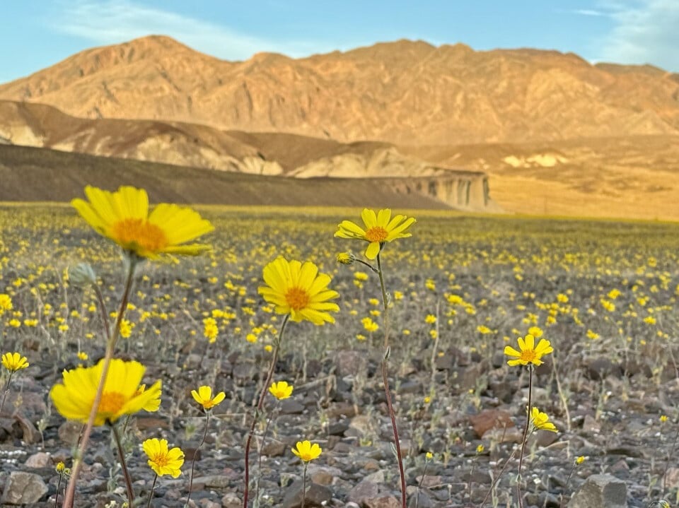 For the first time in a decade, Death Valley is blooming. Photo 1