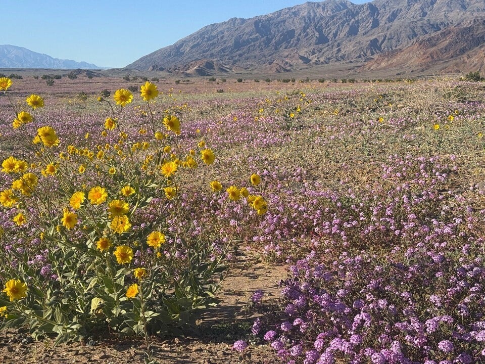 For the first time in a decade, Death Valley is blooming. Photo 2