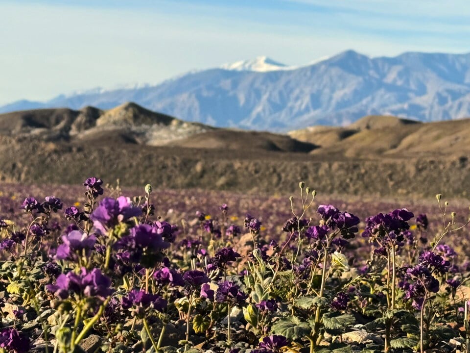 For the first time in a decade, Death Valley is blooming. Photo 3
