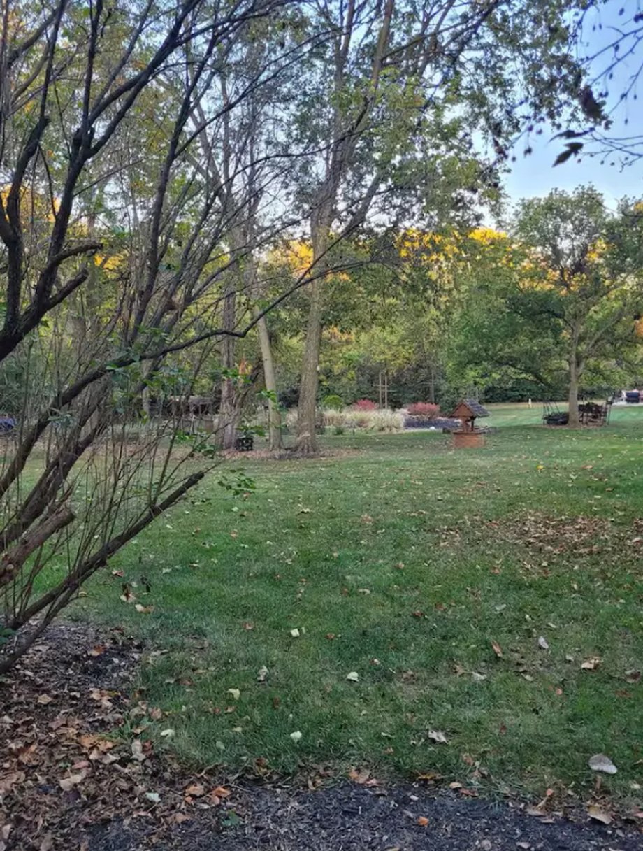 Wendy's backyard