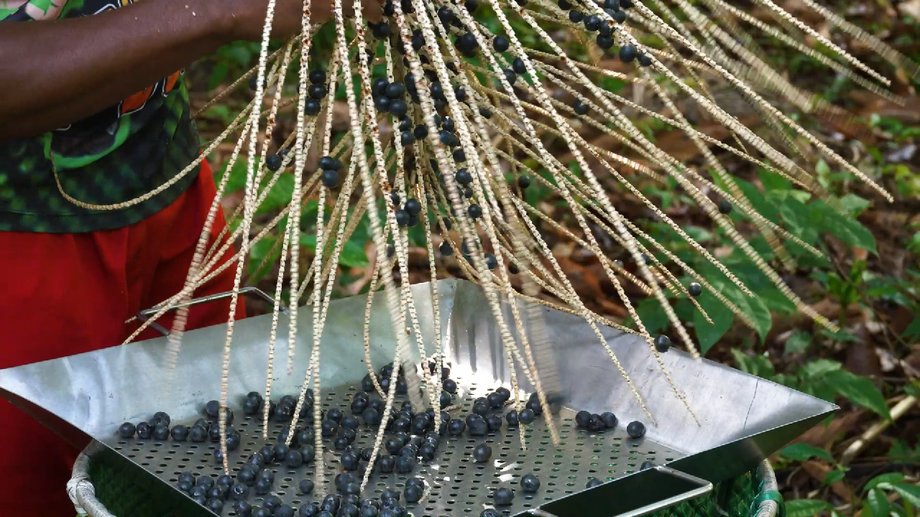 In recent years, açaí has also made headlines in the US and Brazilian media following reports of child workers in the industry.