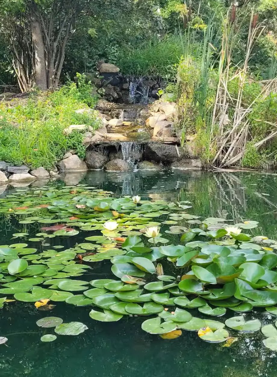 There is a koi pond on the property