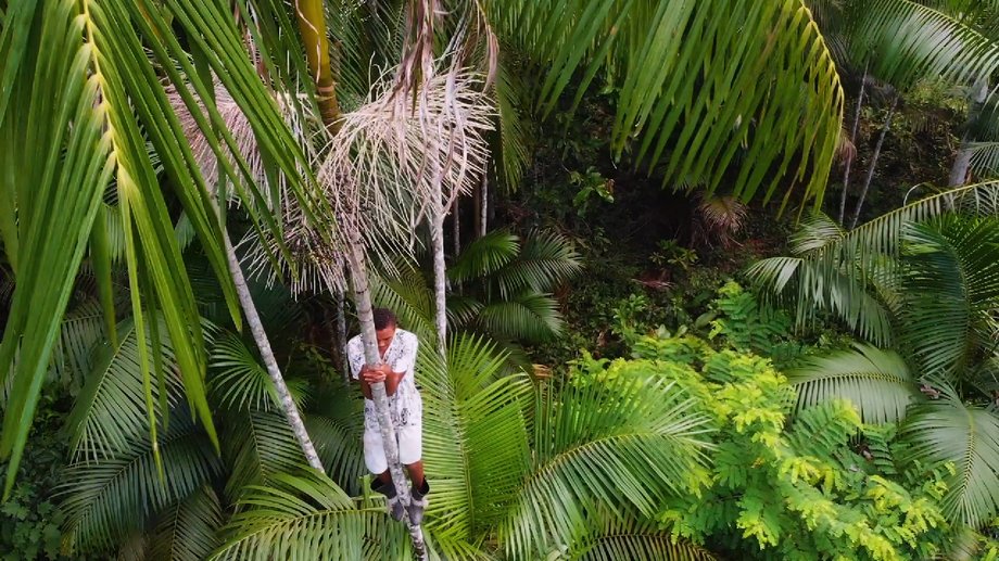 At the top of the tree, pickers swing to reach the many clusters