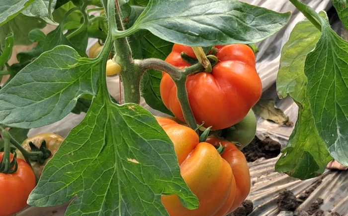 Extra-early tomatoes with a special taste cannot be found in the supermarket PHOTO: Ionelia Nucă