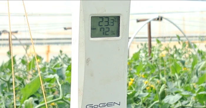 Maintaining the optimal temperature cost the vegetable growers enormously PHOTO: Ionelia Nucă