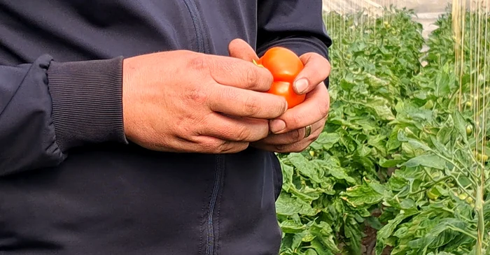The first tomatoes from Izbiceni went to Transylvania PHOTO: Ionelia Nucă