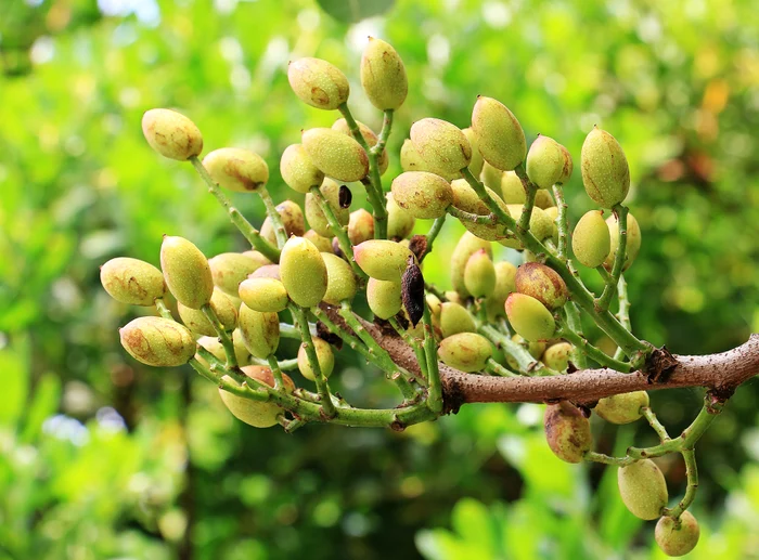 Pistachio. Photo: Pixabay