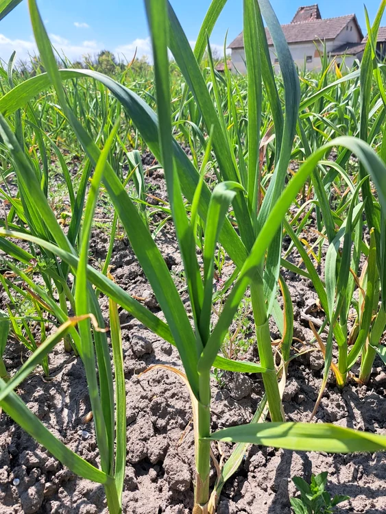 Cristian Fota cultivated garlic again this year, on 3 hectares PHOTO: personal archive