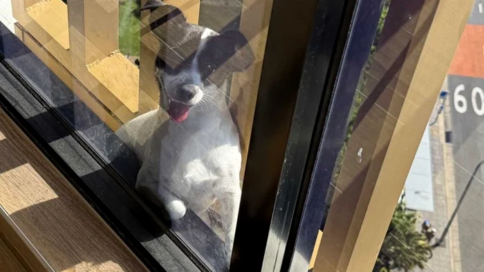 PHOTO X / Not a Pinko @dogscantwhistle