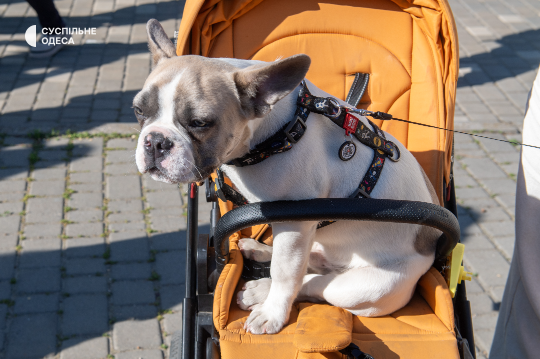 ''This is not a dog, but a child.'' A Ukrainian record for the number of French bulldogs was set in Odessa