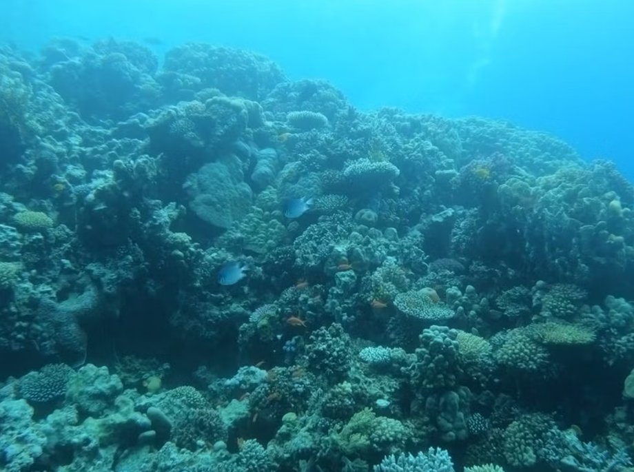 I recommend diving in the Red Sea to see a variety of marine life