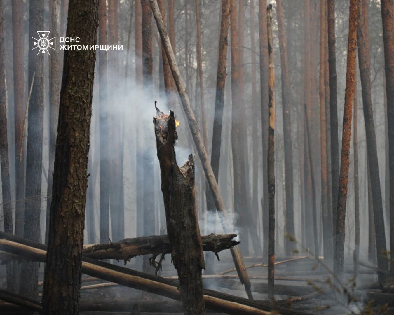 In the Zhytomyr region, a large-scale forest fire continues in a nature reserve. Photo