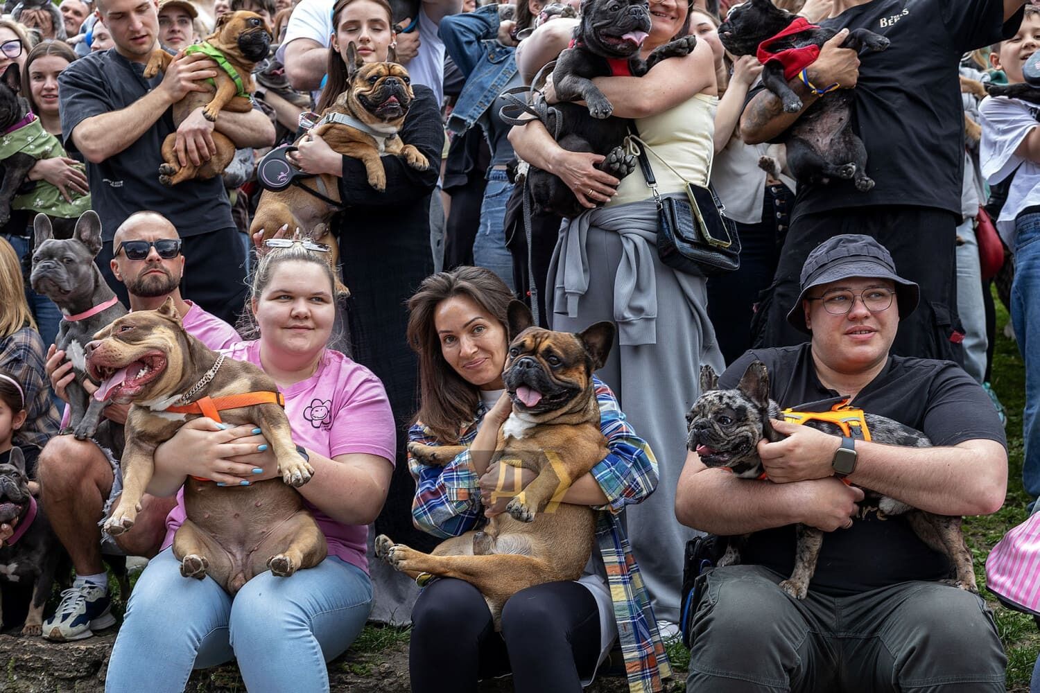 ''This is not a dog, but a child.'' A Ukrainian record for the number of French bulldogs was set in Odessa