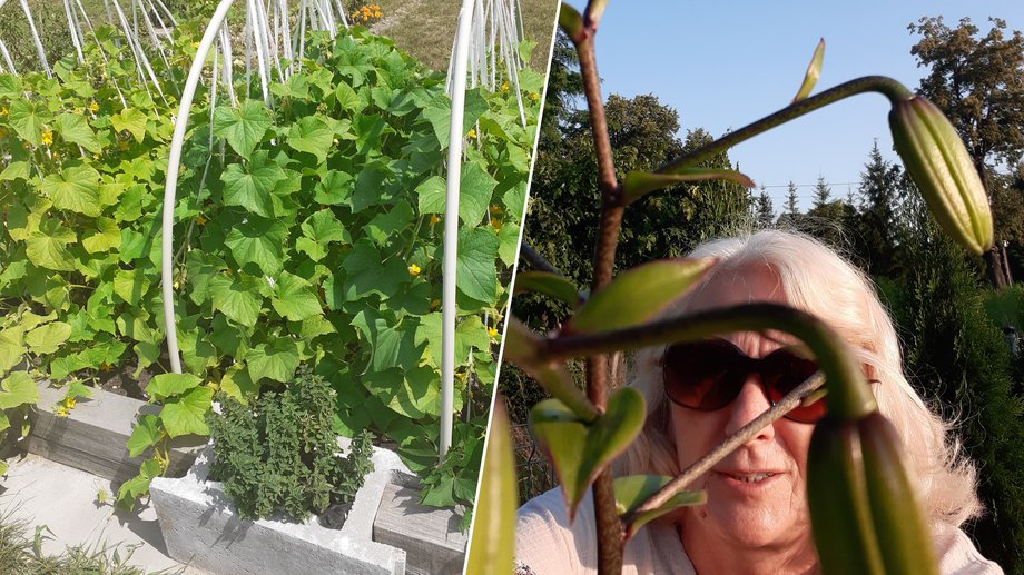 Mrs. Danuta appreciates the time spent in the garden and the opportunity to grow her own vegetables and fruits