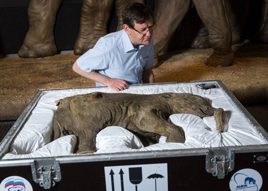 The mummified remains of mammoths were used to recreate their DNA