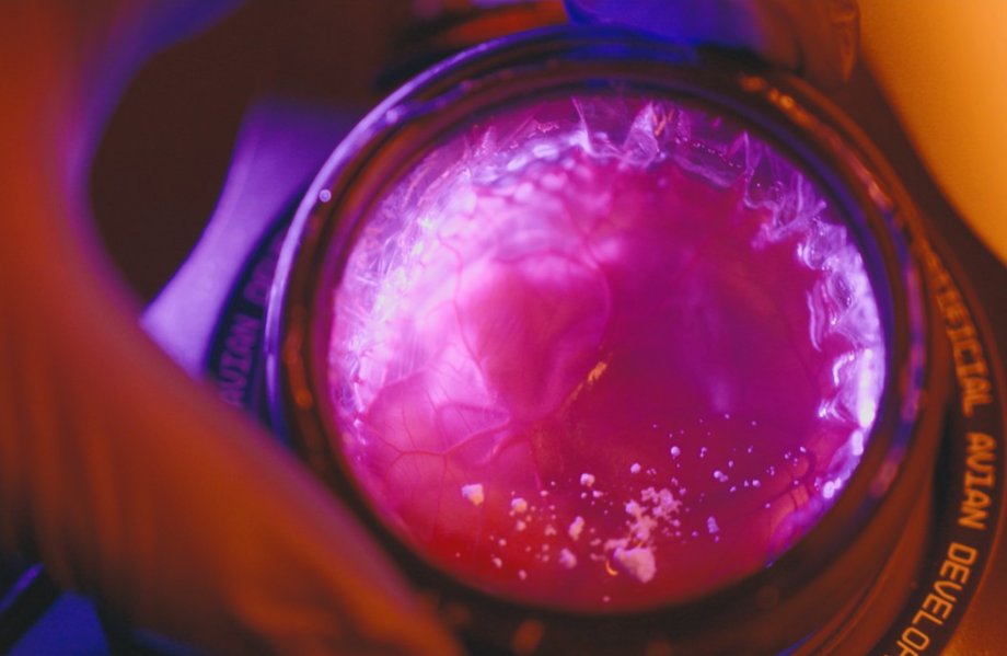 Artificial egg