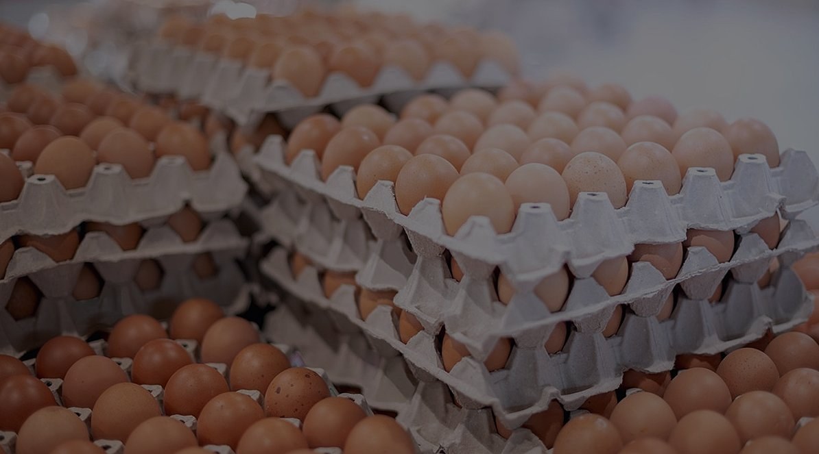 Polish Poultry Sector Faces Disease Outbreak, Anticipates Price Increases — The Polish poultry industry is grappling wit