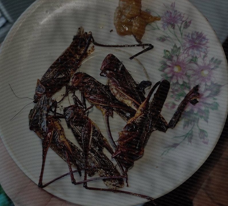 Residents of Odesa Start Collecting and Cooking Grasshoppers — Odesa locals are gathering and frying grasshoppers, which
