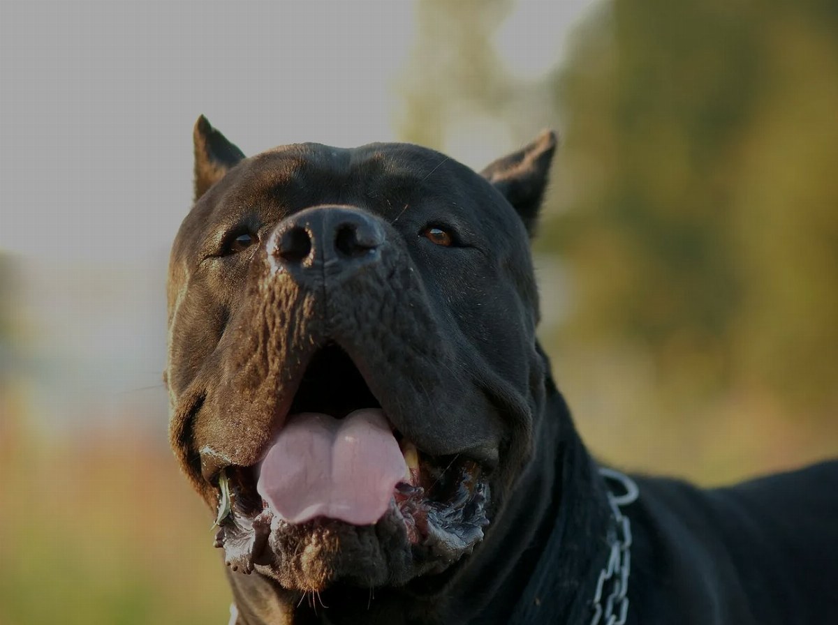 Fatal Dog Attack in Boryspil: Woman Dies After Being Mauled — A woman was attacked by two Cane Corso dogs that escaped t