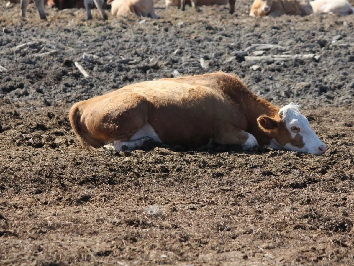 Russia Brings Anthrax-Infected Animals to Kherson Region — Russian forces are transporting anthrax-infected livestock to