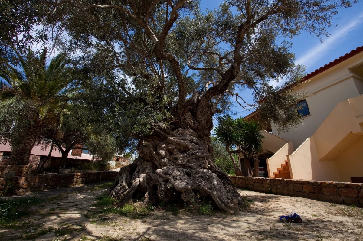 The Oldest Olive Tree in the World: A 3,000-Year-Old Wonder in Crete — Discover the ancient olive tree in Ano Vouves, Cr