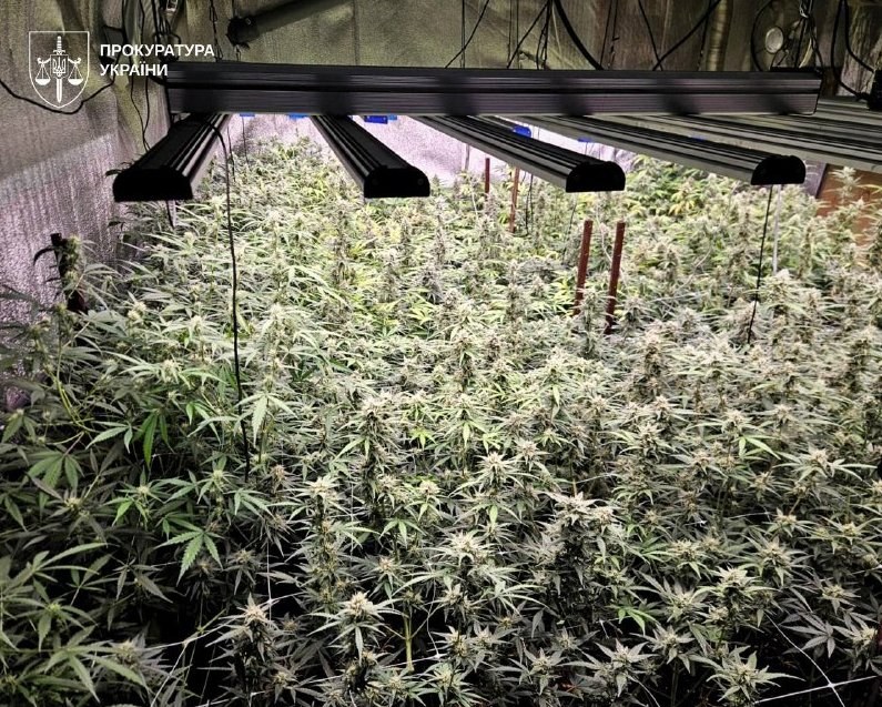 Operation Gentlemen-2026 Seizes 172 kg of Cannabis and 30,000 Plants — Operation Gentlemen-2026 has led to the seizure o