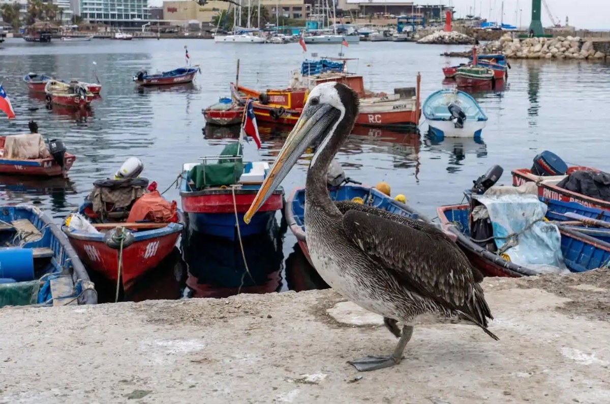Peru's Hungry Pelicans Signal Economic Strain Amidst El Niño — Hungry pelicans flock to Peru's shores, highlighting the