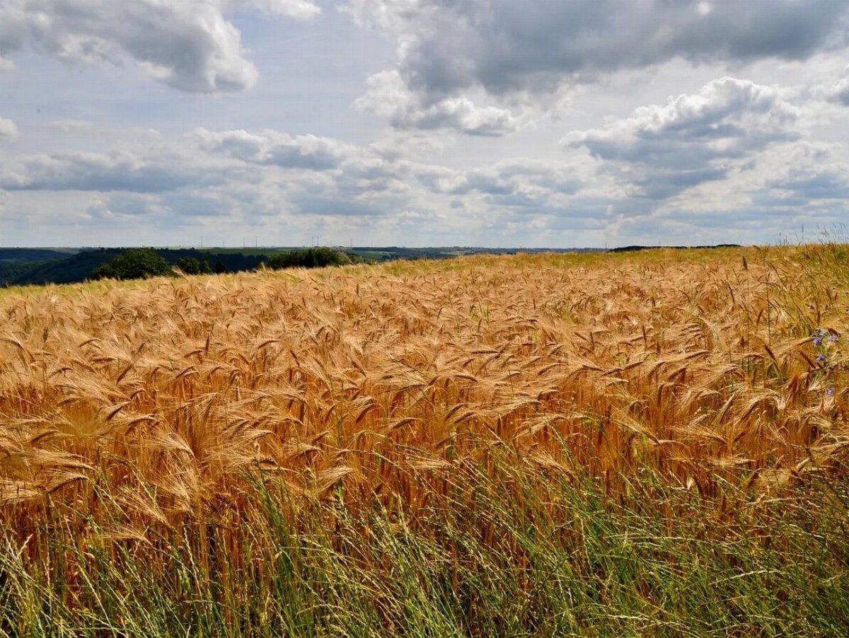 Agricultural Associations Oppose Ukrzaliznytsia's Proposed Tariff Hike — Ukrainian agricultural associations protest a p