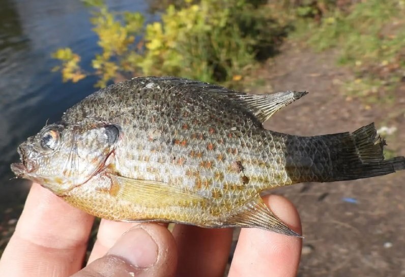 Invasive Sunfish Threatens Fish Populations in Kyiv Waters — The invasive sunfish species is proliferating in Kyiv's wat