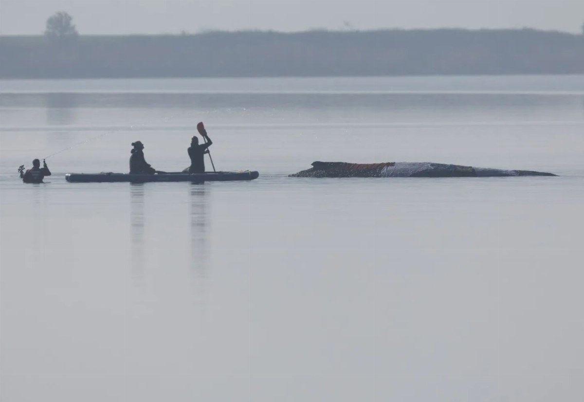 Timmy the Whale: A Symbol of Hope and Controversy in Germany — The story of Timmy, a stranded whale in Germany, ignites