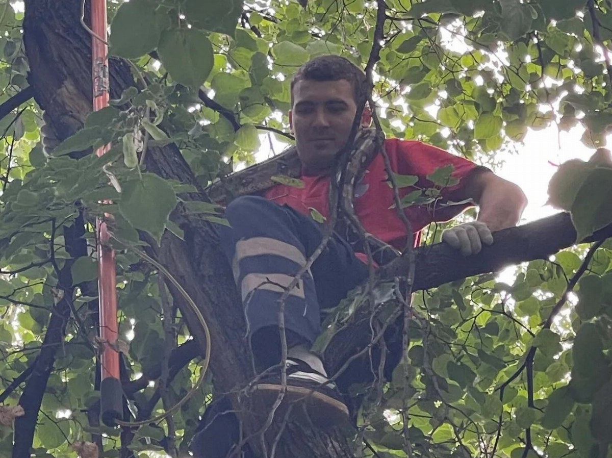 Rescue Team Retrieves Python from Tree in Kyiv — A local rescue team successfully retrieved an emperor boa from a tree i