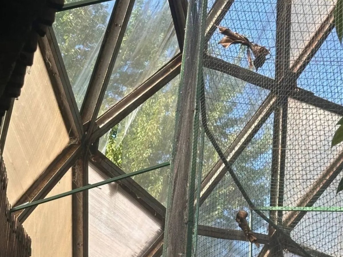 Kyiv Zoo Damaged in Russian Attack, Animals Injured — A Russian attack on Kyiv injured turtles and crocodiles; all zoo a
