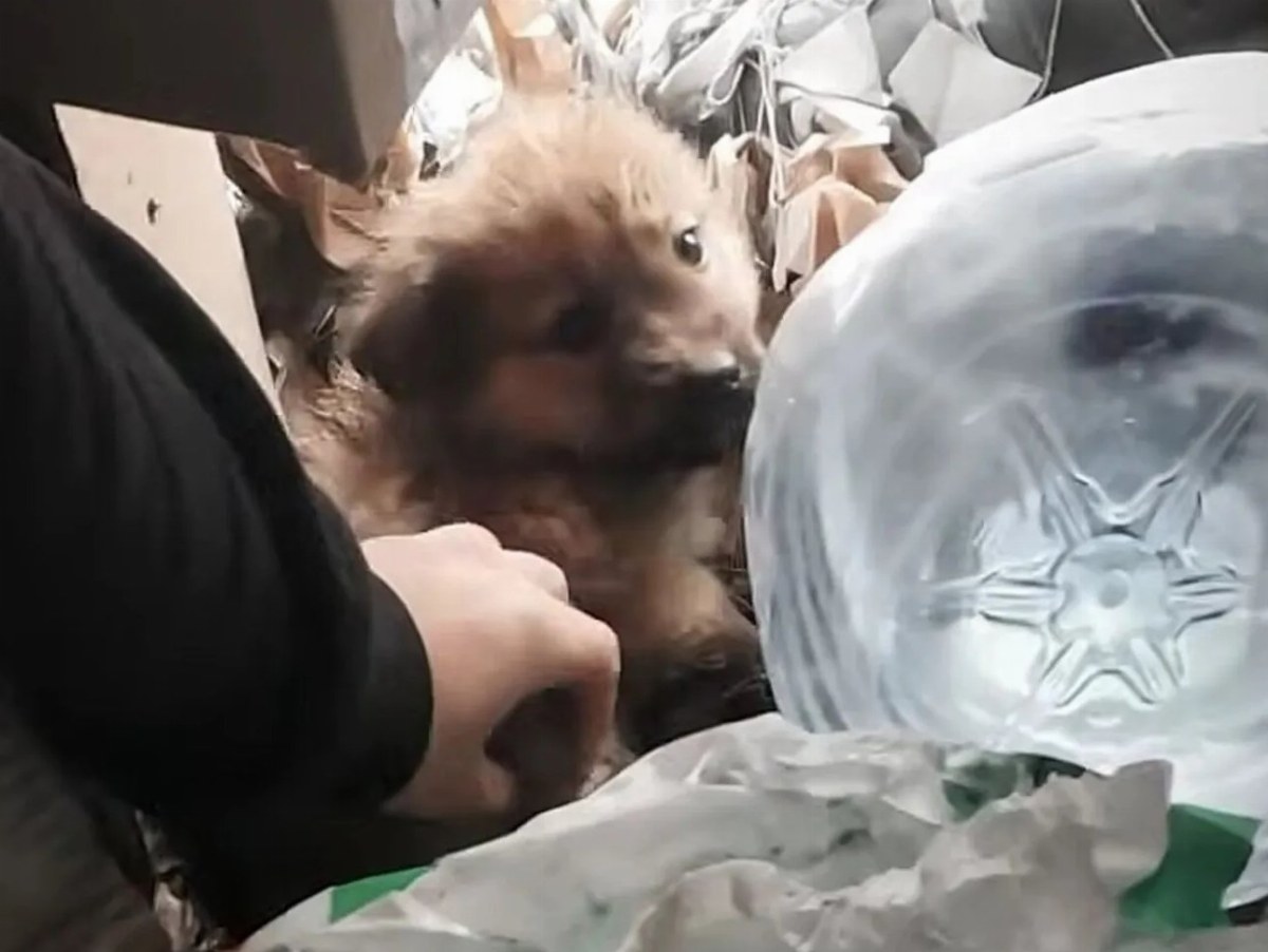 Ukrainian Border Guards Rescue Puppy During Artillery Attack — Amid artillery fire, Ukrainian border guards rescued a fr