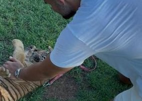 Ion Țiriac's Grandson Shares Photos of Tiger Cub on Leash — Alexandru Ion Țiriac, 18, amazed fans on Instagram with phot