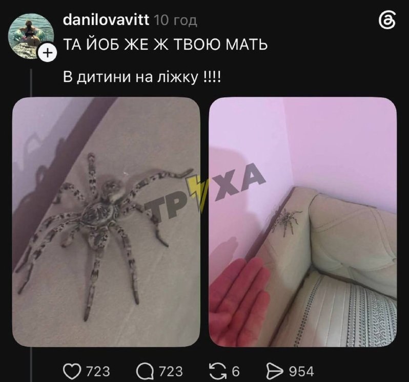 Unexpected Visitor: Spider Found in Child's Bed in Vinnytsia — A girl shares on Threads about a spider that invaded her