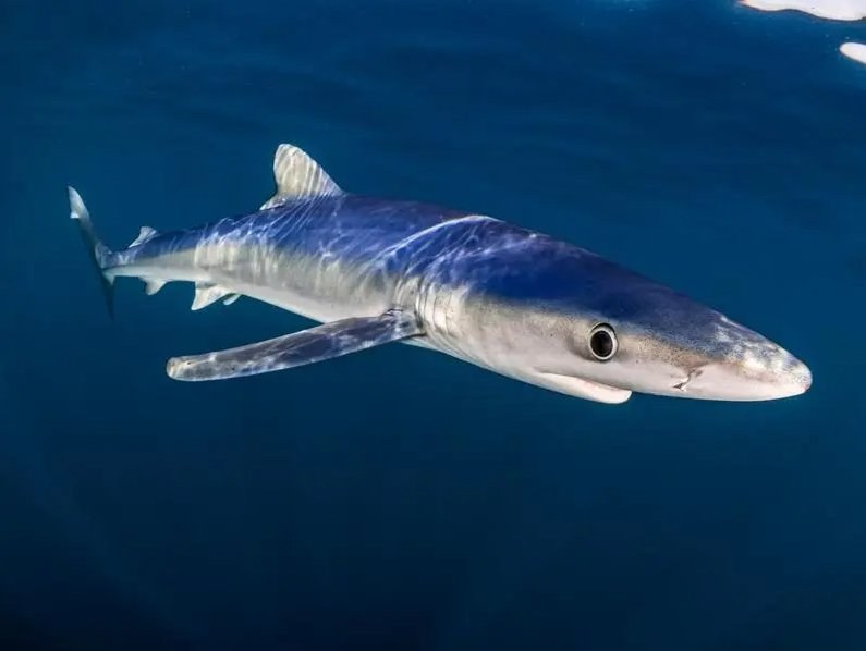 Romanian Fisherman Survives Shark Bite Off Ireland's Coast — A Romanian fisherman lost part of his calf after being bitt