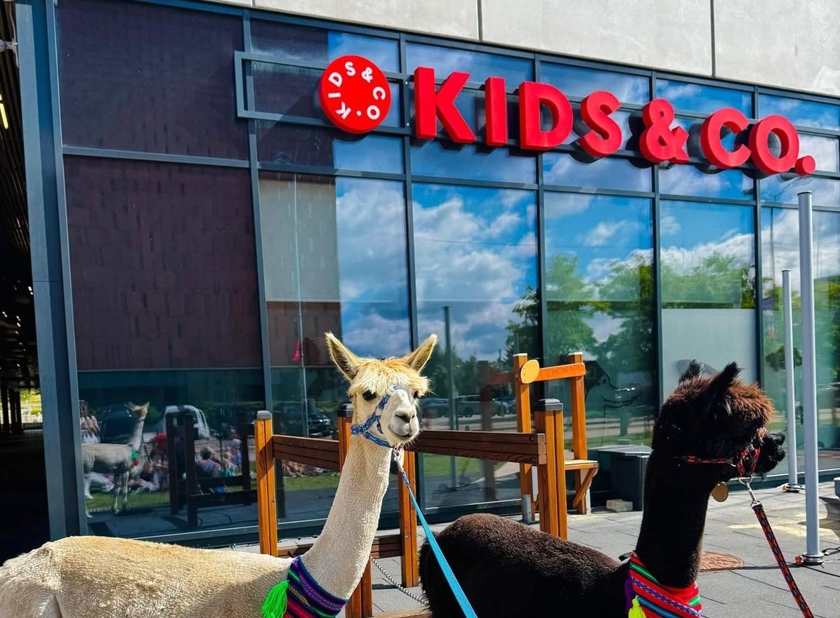 Academedia Acquires Polish Preschool Network Kids & Co — Swedish company Academedia has acquired Polish bilingual presch