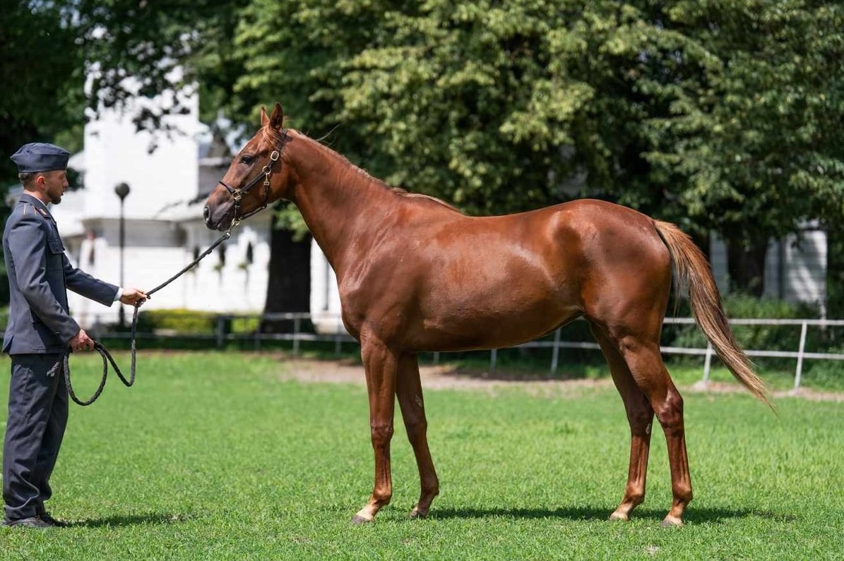 Janów Podlaski Horse Stud Sees Financial Improvement Despite Ongoing Losses — Janów Podlaski Horse Stud reports a signif